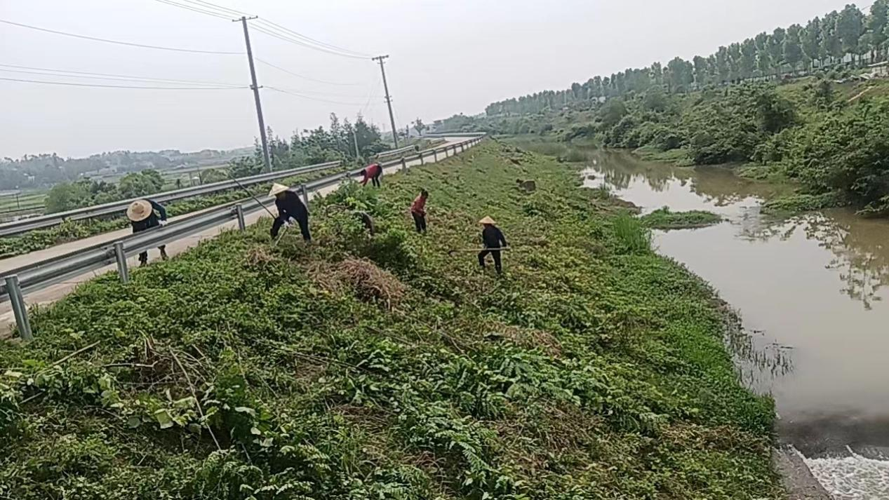 家政河道保洁除草博业体育app博业体育平台忙 守护绿水与青山(图1)